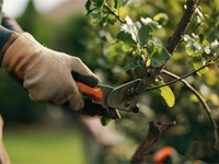 Cuidamos de tu jardín: ¡cuéntanos tus necesidades!